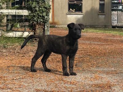 IKC Registered Dutch Shepherd puppies; Champion Pedigree; Purebred; Kennel Club Registered