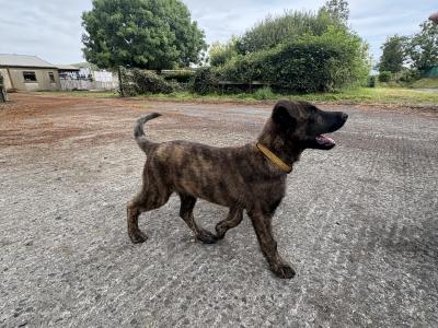 IKC Registered Dutch Shepherd puppies; Champion Pedigree; Purebred; Kennel Club Registered