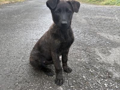 IKC Registered Dutch Shepherd puppies; Champion Pedigree; Purebred; Kennel Club Registered