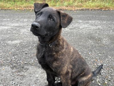 IKC Registered Dutch Shepherd puppies; Champion Pedigree; Purebred; Kennel Club Registered