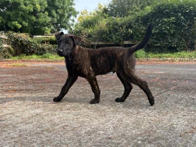IKC Registered Dutch Shepherd puppies; Champion Pedigree; Purebred; Kennel Club Registered