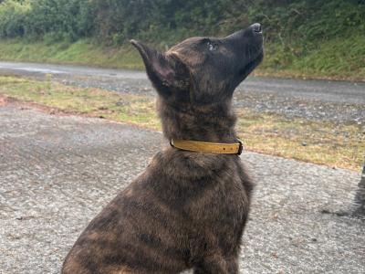 IKC Registered Dutch Shepherd puppies; Champion Pedigree; Purebred; Kennel Club Registered