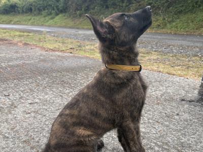 IKC Registered Dutch Shepherd puppies; Champion Pedigree; Purebred; Kennel Club Registered
