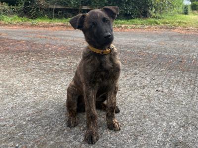IKC Registered Dutch Shepherd puppies; Champion Pedigree; Purebred; Kennel Club Registered
