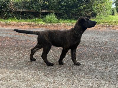 IKC Registered Dutch Shepherd puppies; Champion Pedigree; Purebred; Kennel Club Registered