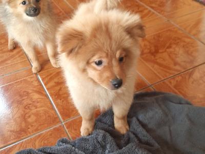 Pomeranian  puppies in Cork