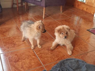 Pomeranian  puppies in Cork