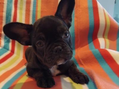French Bulldog puppies in Dublin