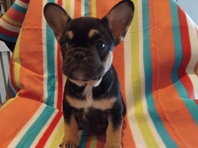 French Bulldog puppies in Dublin