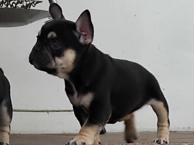 French Bulldog puppies in Dublin