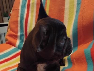 French Bulldog puppies in Dublin