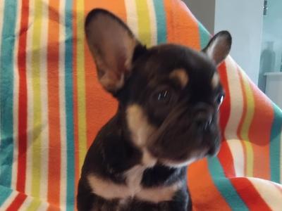 French Bulldog puppies in Dublin