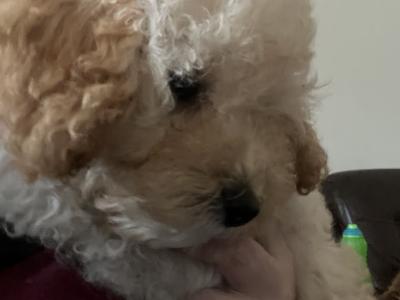 Miniature Poodles