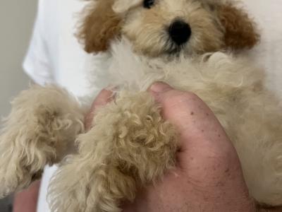 Miniature Poodles