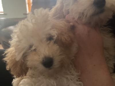 Miniature Poodles