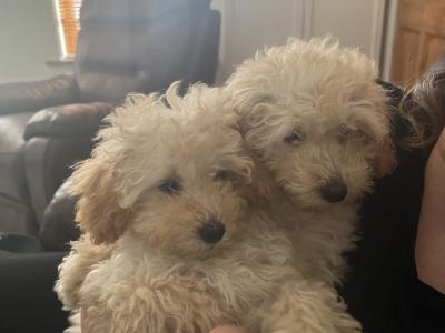 Miniature Poodles