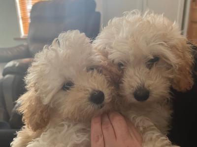 Miniature Poodle puppies in Mayo