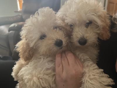 Miniature Poodles
