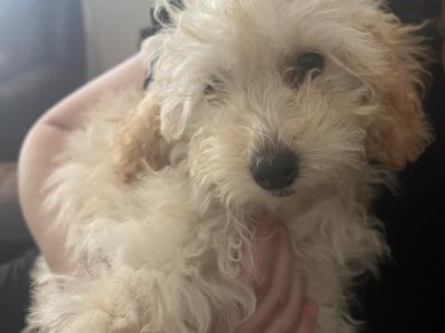 Miniature Poodles