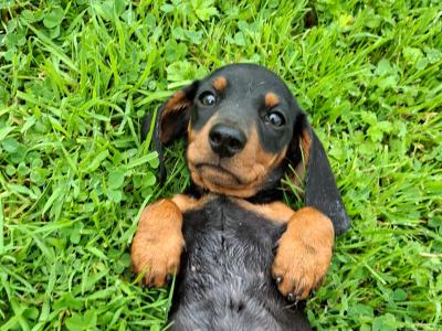 Beautiful miniature Dachshund puppy in Galway