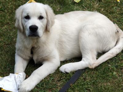 IKC Registered male Golden Retriever puppy in Meath