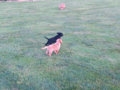 IKC Registered Labrador puppies in Tipperary