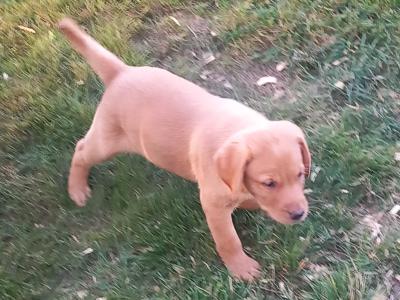 IKC Registered Labrador puppies in Tipperary