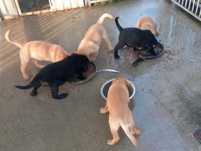IKC Registered Labrador puppies in Tipperary