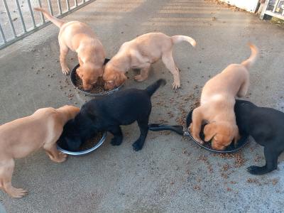 IKC Registered Labrador puppies in Tipperary