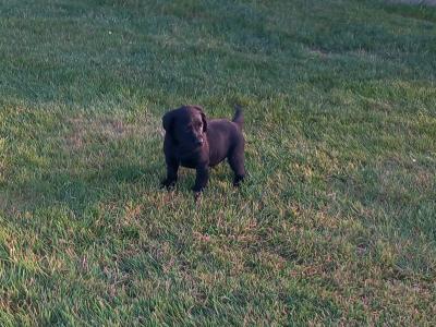 IKC Registered Labrador puppies in Tipperary