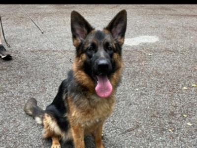 2 year old female German Shepherd in Meath