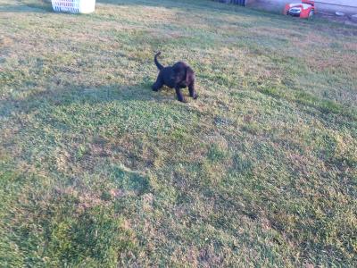 IKC Registered Labrador puppies in Tipperary