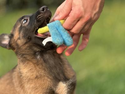 Belgian Malinois puppies for sale in Tipperary