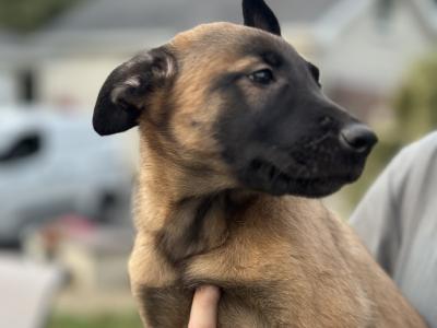 Belgian Malinois puppies for sale in Tipperary