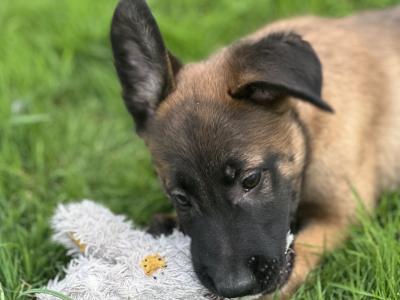 Belgian Malinois puppies for sale in Tipperary