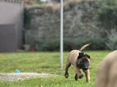 Belgian Malinois puppies for sale in Tipperary