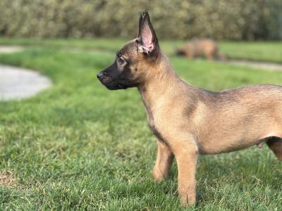 Belgian Malinois puppies for sale in Tipperary