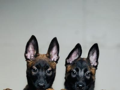 Belgian Malinois puppies for sale in Tipperary