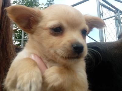 Beautiful female Chihuahua puppy for sale