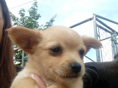 Beautiful female Chihuahua puppy for sale,other puppies ready soon