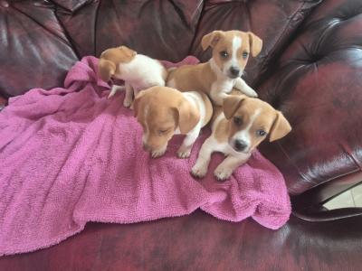 Genuine miniature Jack Russell puppies in Kildare
