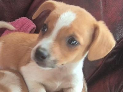 Genuine miniature Jack Russell puppies in Kildare