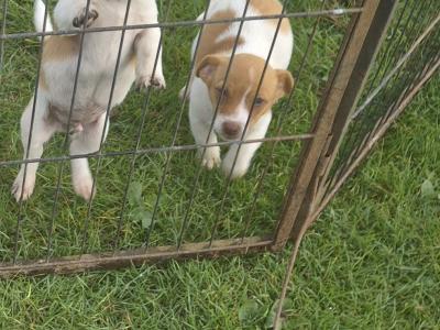 Genuine miniature Jack Russell puppies in Kildare