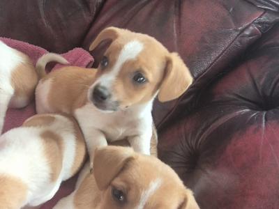 Genuine miniature Jack Russell puppies in Kildare