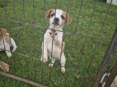 Genuine miniature Jack Russell puppies in Kildare