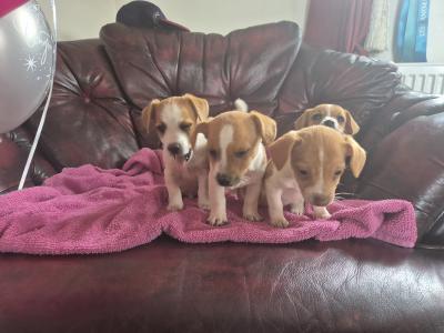 Genuine miniature Jack Russell puppies in Kildare