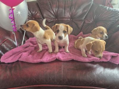 Genuine miniature Jack Russell puppies in Kildare