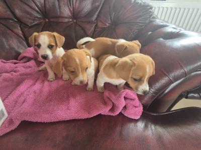 Genuine miniature Jack Russell puppies in Kildare