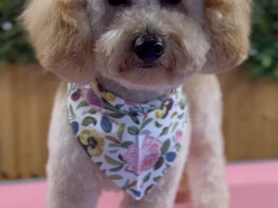Poochon for Stud in Clare