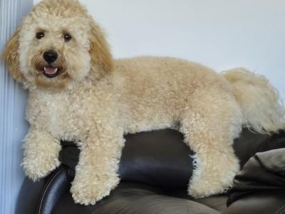 Poochon for Stud in Clare